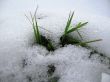 Green grass grow up under the snow
