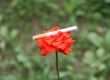 Red rose and cigarette