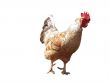 Red and white cock on the white background isolated