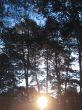 Sunrise in the winter forest. Caucaus nature