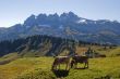 cows in alpine meadows