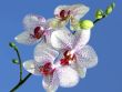 Beautiful orchid