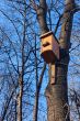 Bird house on the trunk 