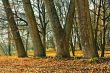 Trunks of large old trees