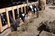 Cows in feeding place