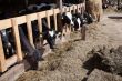 Cows in feeding place