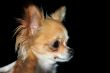 young chihuahua