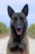 malinois