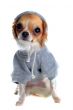 dressed chihuahua