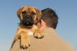 puppy Bull Mastiff