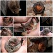  group of bats