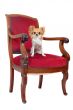 antique chair and chihuahua