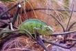chameleon