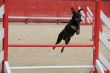 Manchester Terrier in agility