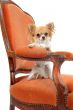 chihuahua on an antique armchair