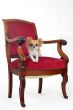 antique chair and chihuahua