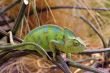 chameleon