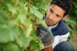 man working in a vineyard