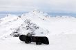 Snowboard
