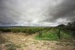vineyard in Napa, California