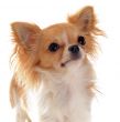 portrait of chihuahua
