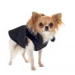 dressed chihuahua