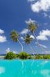 Three palm trees against a blue sky and ocean background