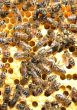 Bees on honeycomb