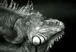 Varan