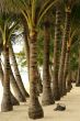 Trees palms