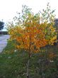 Autumn birch with green and yellow leaves