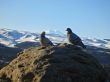 Doves on the stone and snowy mountain background