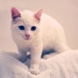 white cat