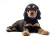 puppy english cocker