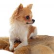 chihuahua on a fur