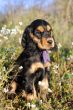 puppy english cocker