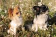 two chihuahua