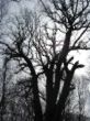 silhouette of the tree
