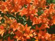 red lilies