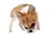 puppy chihuahua
