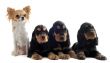 english cockers and chihuahua