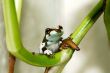 Joung amazon milk frog