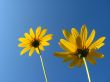 Pair yellow flowers 