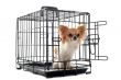 chihuahua in kennel