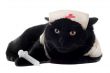 doctor cat