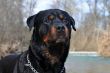 wet rottweiler