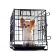 chihuahua in kennel