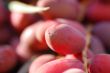 red date