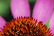 thorn flower