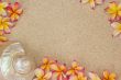 Frangipani flower and a large sea shell on sand